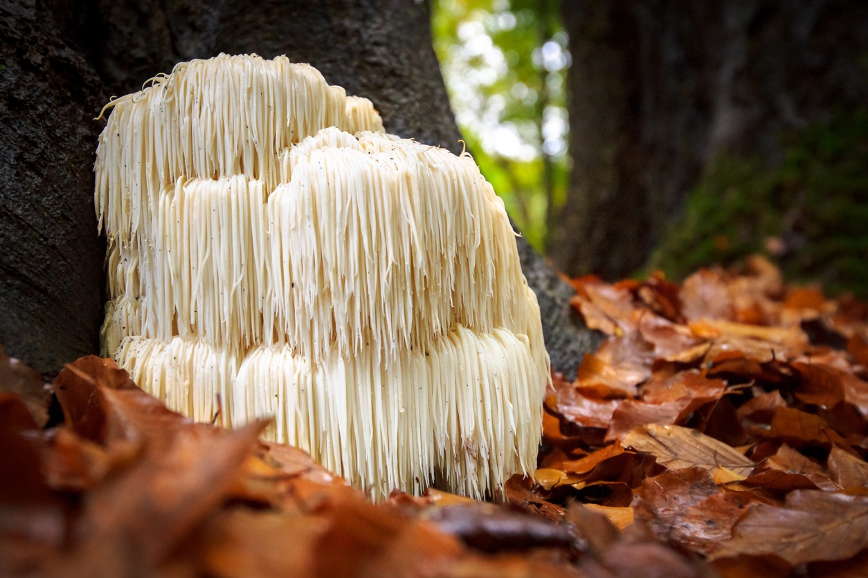 lion's mane